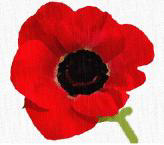 Poppy Distribution Event Slated at Edmonds Summer Market